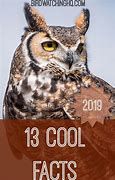 Image result for Fun Facts About Owls
