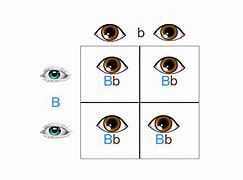 Image result for Green Eyes Punnett Square