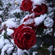 Image result for Winter Red Rose Wallpaper