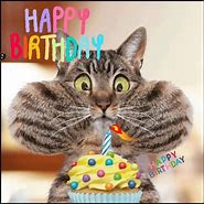 Image result for Funny Happy Birthday Kitty