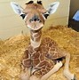 Image result for Baby Wild Animals in Your Back Yard