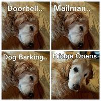 Image result for Lazy Dog Meme