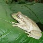Image result for Cuban Tree Frog