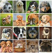 Image result for Dog iPhone Cover