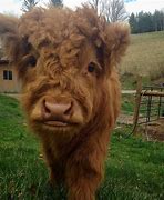 Image result for Fat Fluffy Cow
