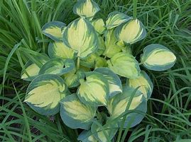 Image result for Hosta Beach Boy