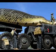 Image result for Largest World Biggest Snake Ever