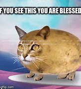 Image result for Blessed Cat Meme