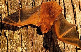 Image result for Red Bat Animal