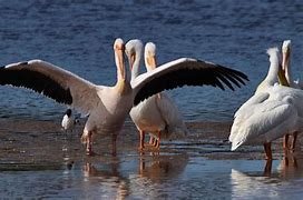 Image result for Giant Pelican Dnd
