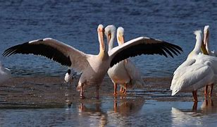 Image result for Pelican Odyseey