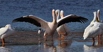 Image result for Giant Pelican Edited