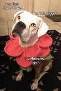 Image result for Mauzymice Dog Meme