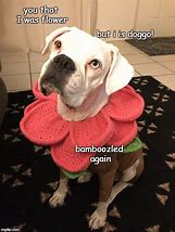 Image result for Angel Dog Meme