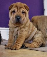 Image result for Black Shar Pei Puppies