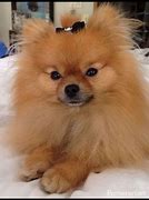 Image result for Tan Pomeranian