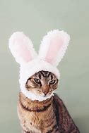 Image result for Cat Bunny Ears