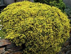 Image result for Frankenia thymifolia