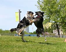 Image result for Dog Dancing the Horah