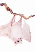 Image result for Albino Egyptian Fruit Bat