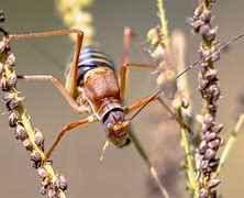 Image result for Types of Crickets in the World