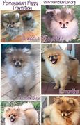 Image result for Ugly Pomeranian Haircut