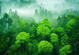 Image result for Lush Green Trees