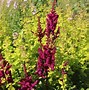 Image result for Origanum vulgare Thumbles Variety