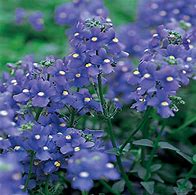 Image result for NEMESIA BLUE LAGOON