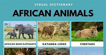 Image result for African Safari Animals List