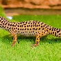 Image result for Leopard Gecko Habitat