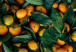 Image result for Small Mandarin Orange