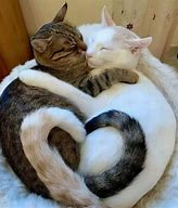 Image result for 2 Cats Us Meme