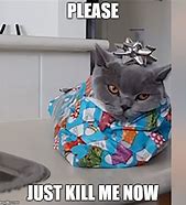 Image result for Killer Cat Meme Funny