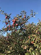 Image result for Cortland Apple Tree