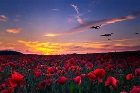 Image result for Remembrance Day Poppy Field
