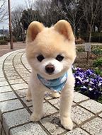 Image result for Pomeranian Stages