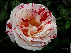 Image result for Rose Rouge Et Blanche