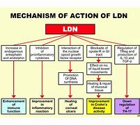 Image result for LDN Size