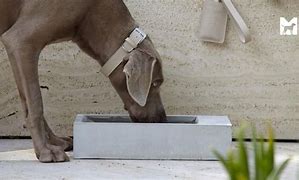 Image result for Water Trough for Puppies
