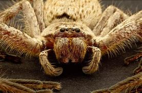 Image result for Australia Biggest Spider