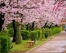 Image result for International Christian University Japan Cherry Blossoms
