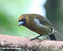 Image result for Semnornis Semnornithidae