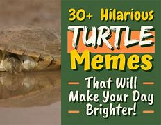 Image result for Turtle Memes Clean