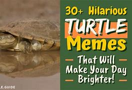Image result for Strong Turtle Memes