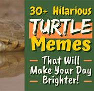 Image result for Post Turtle Meme