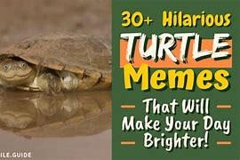 Image result for Safety Turtle Meme