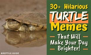 Image result for Turtle Meme Facebook