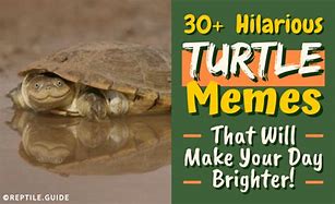 Image result for Old Turtle Meme