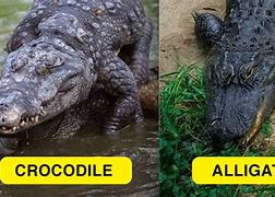 Image result for What's the Difference Between a Alligator and a Crocodile